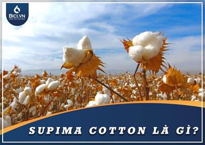 Supima Cotton Là Gì? Chi Tiết Về Vải Supima Cotton 